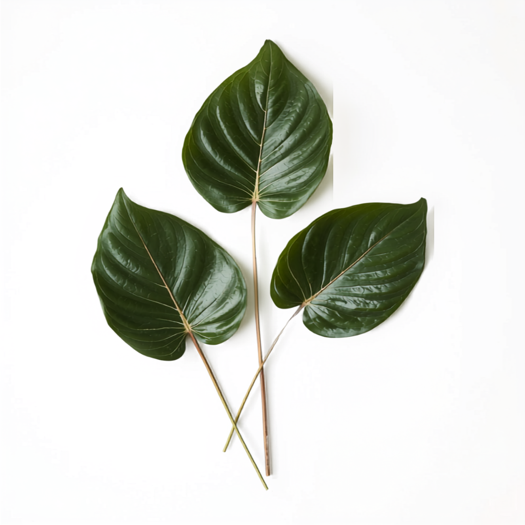 Folha Monstera Preservada — Set 3 Peças
