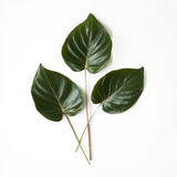 Folha Monstera Preservada — Set 3 Peças